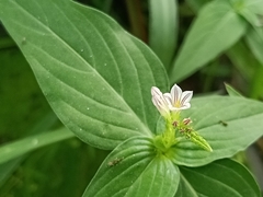 Spigelia