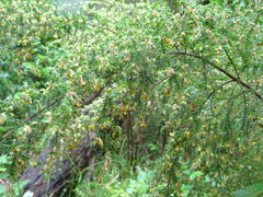 Pultenaea hispidula