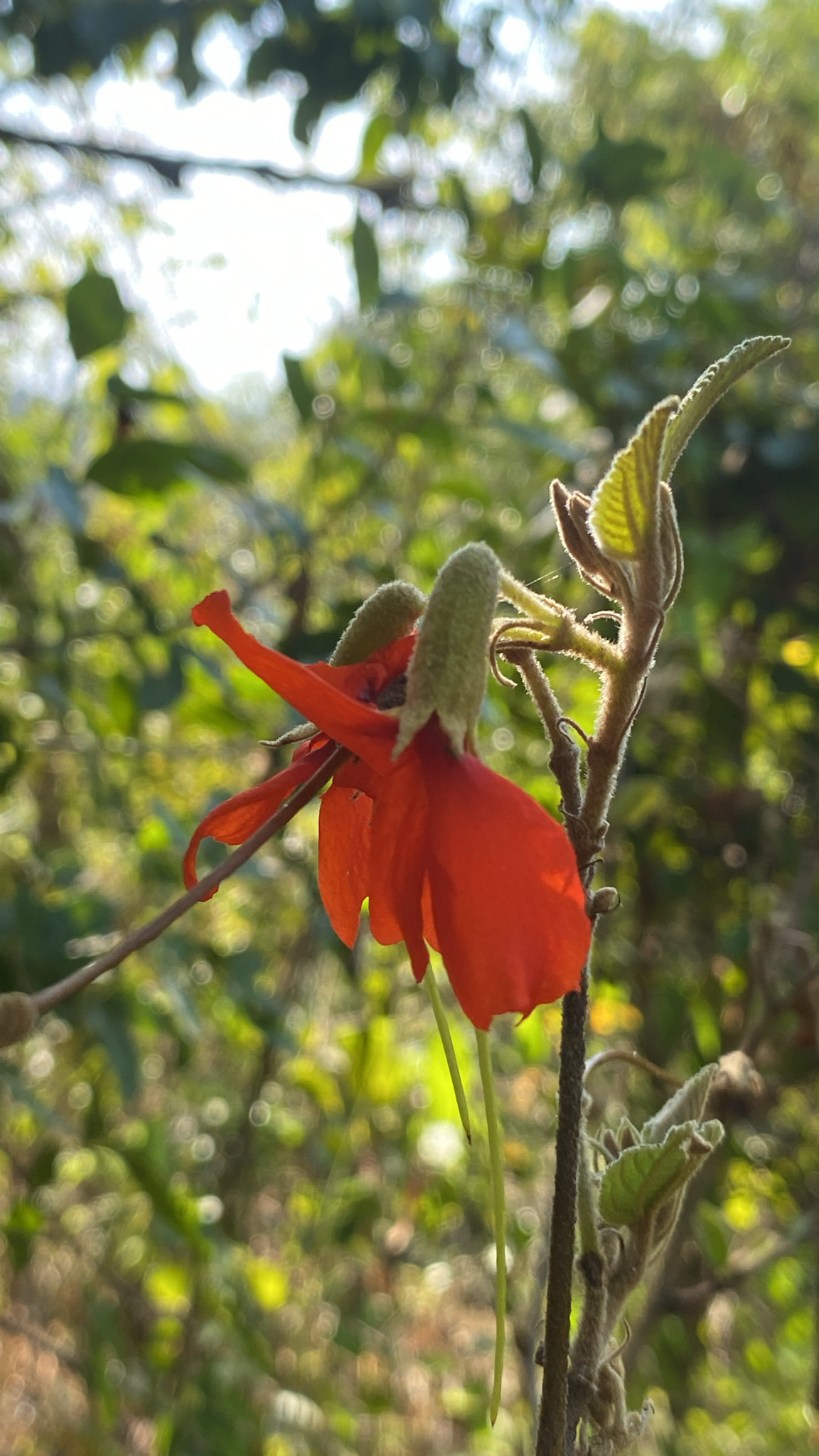 Helicteres brevispira