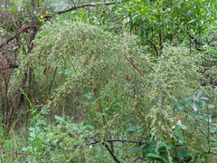 Pultenaea hispidula
