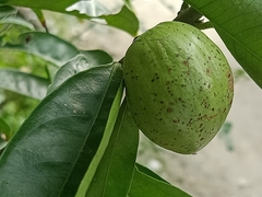 Phaleria macrocarpa