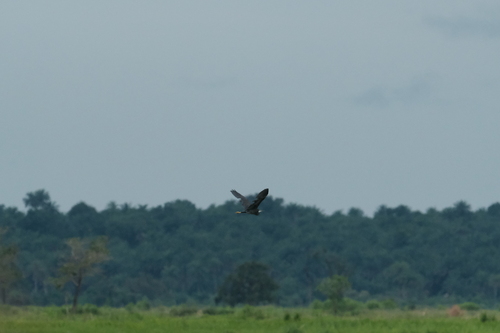 Western Reef Heron