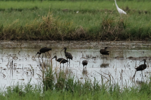 Glossy Ibis