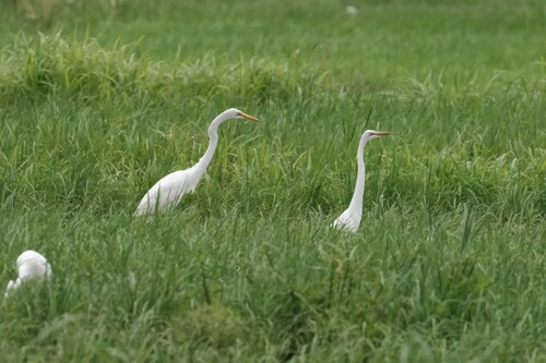 Great Egret