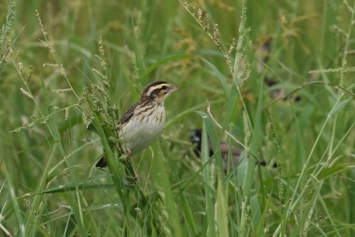 Yellow-crowned Bishop