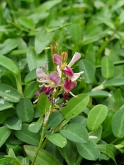 Grona heterocarpos