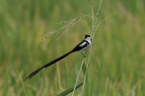 Pin-tailed Whydah