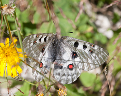 Parnassius tianschanicus