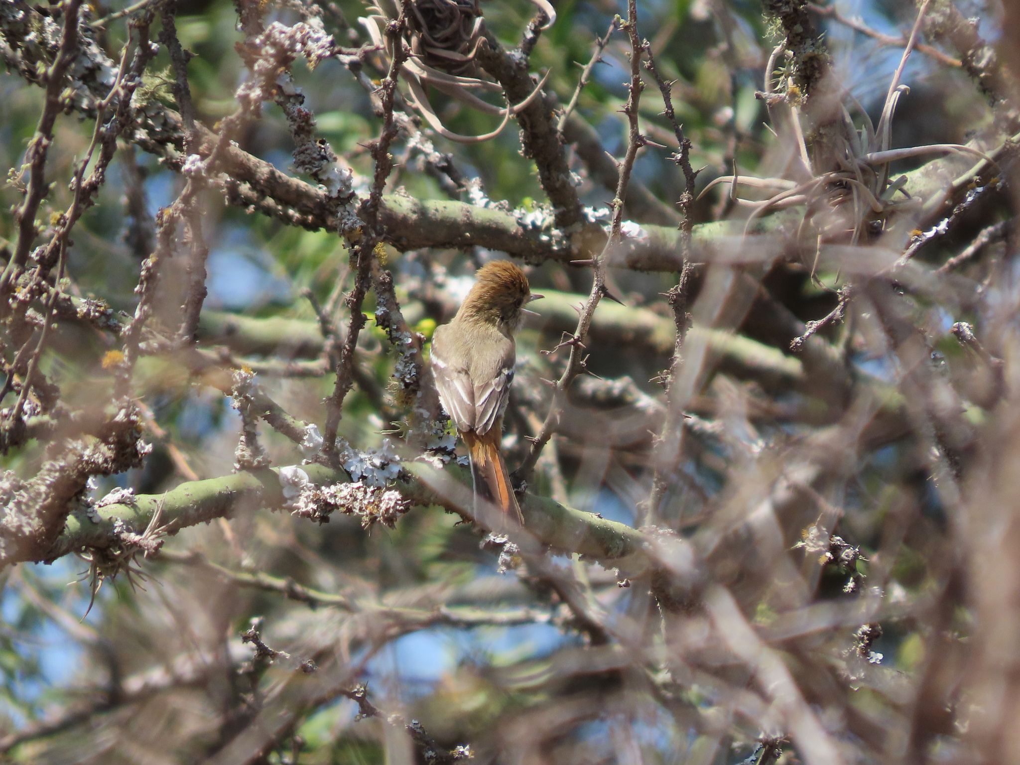 Cinereous Tyrant (Knipolegus striaticeps), photo 2