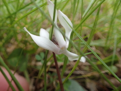 Cyclamen balearicum