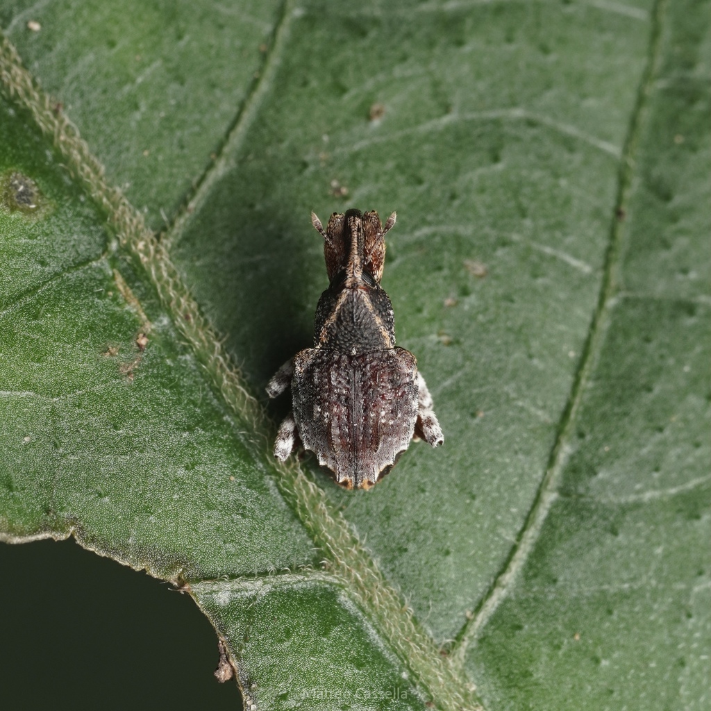 Conotrachelus cristatus