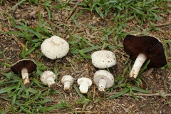 Agaricus campestris