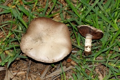 Agaricus campestris