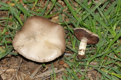Agaricus campestris