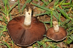 Agaricus campestris