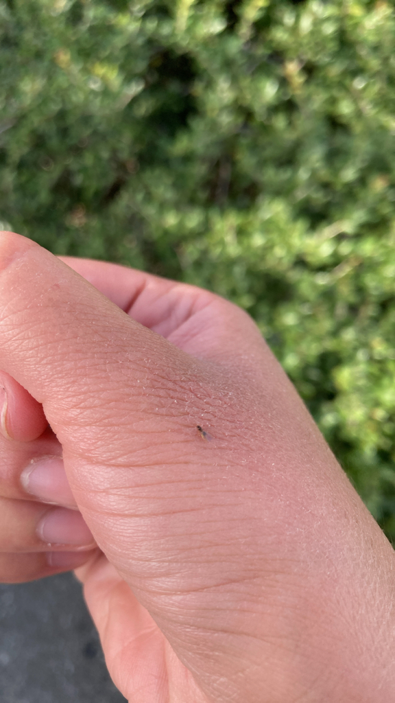 Seaside Rover Ant Seaside Rover Ant from Panther Pl, Melbourne, FL, US on September 30 ...