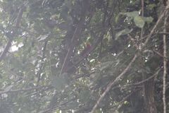 Campephilus guatemalensis