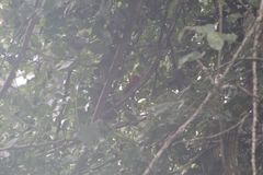 Campephilus guatemalensis