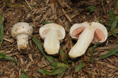 Agaricus campestris