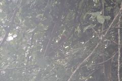 Campephilus guatemalensis