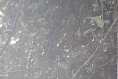 Campephilus guatemalensis