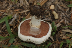 Agaricus campestris
