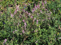 Cysticapnos cracca