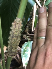 Lasiocampoidea