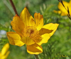 Pulsatilla aurea