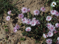 Lampranthus scaber