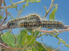 Bombycomorpha bifascia