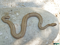 Montivipera latifii