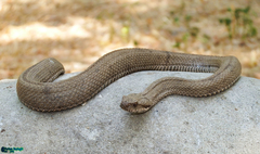Montivipera latifii