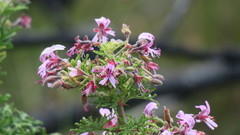 Pelargonium radens