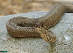 Montivipera latifii