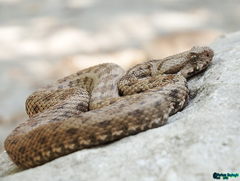 Montivipera latifii