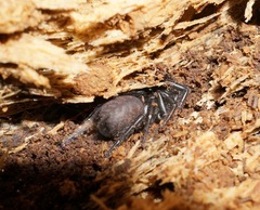 Porrhothele