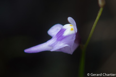 Utricularia geoffrayi