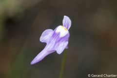 Utricularia geoffrayi