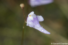 Utricularia geoffrayi