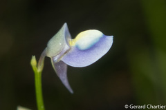 Utricularia uliginosa