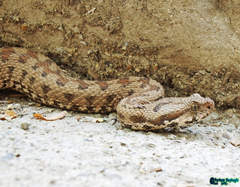 Montivipera latifii