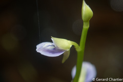 Utricularia uliginosa