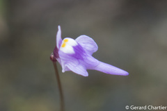Utricularia geoffrayi