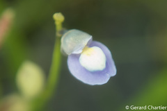 Utricularia uliginosa
