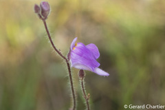 Utricularia hirta