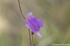 Utricularia hirta