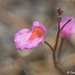 Utricularia punctata - Photo (c) Gerard Chartier，保留部份權利CC BY