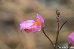 Utricularia punctata