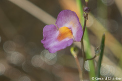 Utricularia punctata